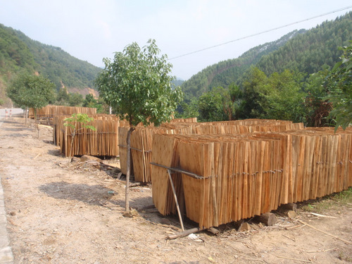 Wood ply's to make Plywood.